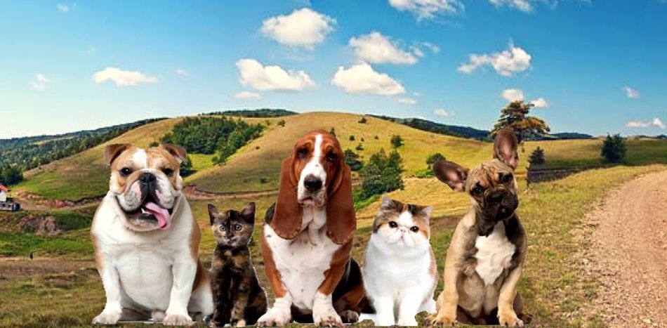 5 razloga zašto krenuti na putovanje sa ljubimcem