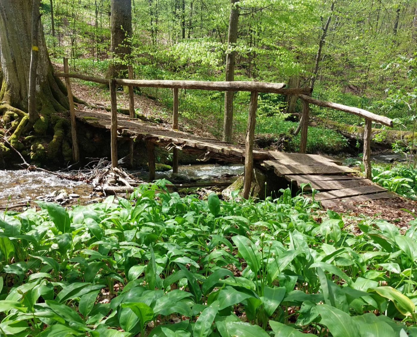 ЈЕДИНСТВЕН ДОЖИВЉАЈ НАШЕГ ПУТНИКА У СРПСКОЈ ПРАШУМИ