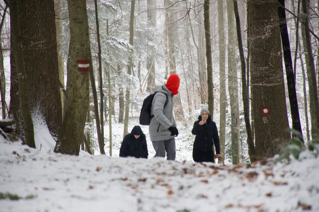 Ledena lepotica - Pančićeva omorika