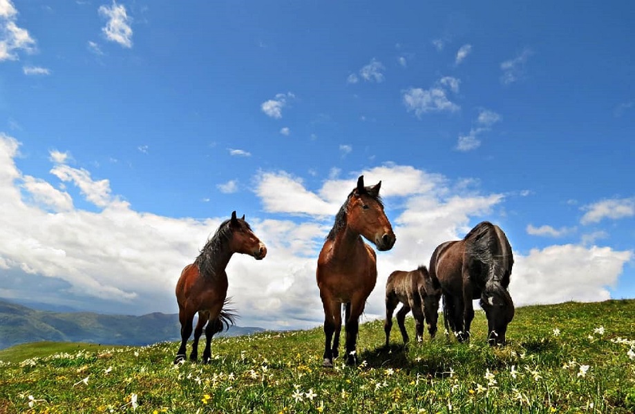 PLANINA STOLOVI – UZBUDLJIVA AVANTURA KOJU NE BI TREBALO DA PROPUSTITE!