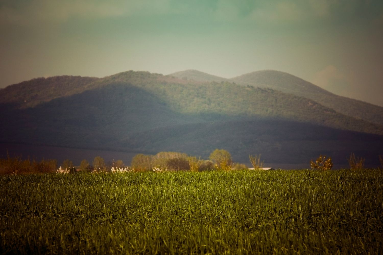 vrsacke-jedan